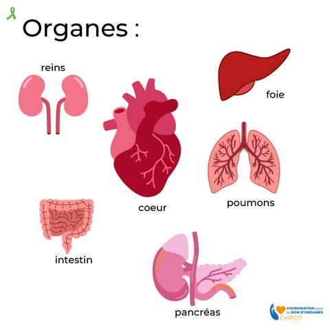 Texte « On est tous DONNEUR sauf si » suivi des 3 moyens d’exprimer un refus : Registre national des refus, écrit signé, témoignage oral. Mention « Pas d’âge limite » avec illustration de 4 silhouettes de tous âges. Logo CH-POT.