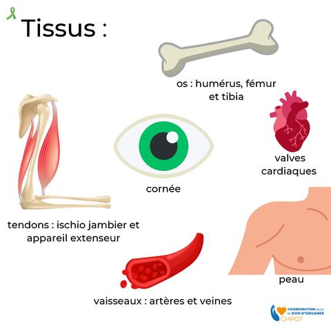 Illustration des tissus pouvant être donnés après la mort : os (humérus, fémur, tibia), cornée, peau, valves cardiaques, tendons, vaisseaux (artères, veines). Logo CH-POT.