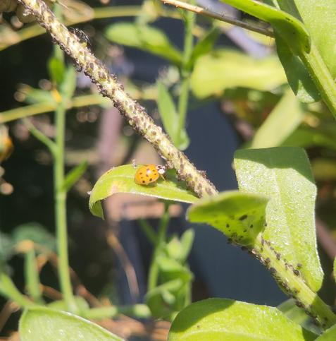 Ein Marienkäfer mit vielen schwarzen Punkten sitzt auf einem grünen Blatt und "schnuppert" am Stiel der Pflanze, zu der das Blatt gehört. Der Stiel ist voll mit kleinen schwarzen Blattläusen. Im Hintergrund unscharf weitere Blätter. 