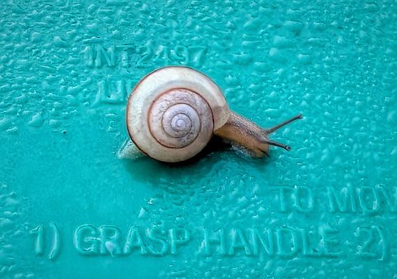 A tiny snail on the lid of a green recycle bin, nice and close in.
