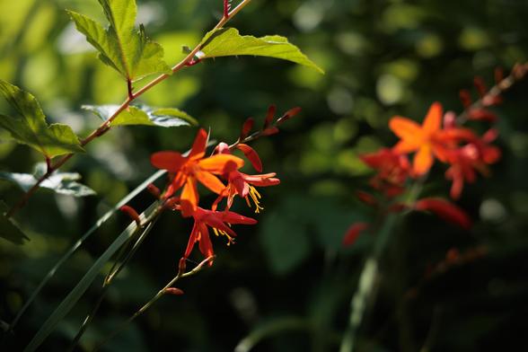 Bright orange flowers with vibrant yellow stamens peek through lush green foliage, creating a serene natural scene.