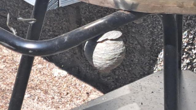 Ampiaispesä grillin nostokahvan vieressä 