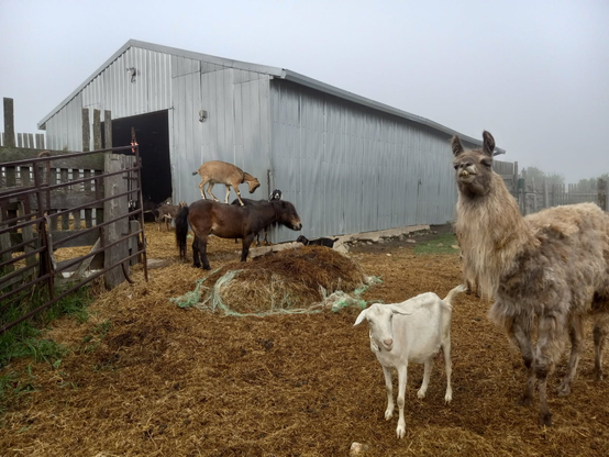 A straw-filled farmyard, with a tall fuzzy llama and a small white goat on one side, both looking calmly at the camera.  In the background is a light brown goat standing on the back of a small, dark brown horse.  The horse is quite enjoying the back massage he's getting.  There's another goat standing directly behind the horse, and her black head is popping up over the top of the horse and looking right at the camera.  There's a metal-sided farm building and a tall wooden fence in the background, and the sky above is foggy.