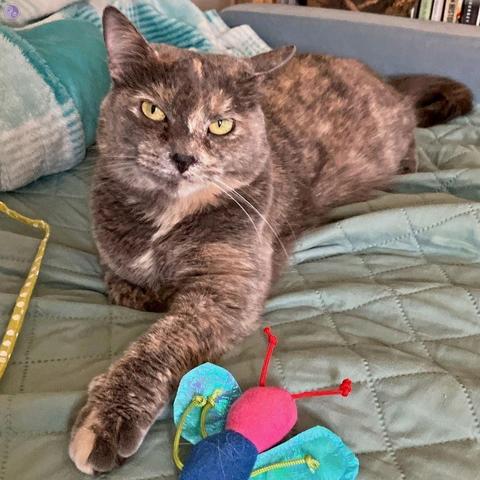 A dilute tortoiseshell cat reclines on a sage green comforter, one foreleg stretched out to touch a felt bumblebee cat toy, with skeptical golden eyes looking upwards at the camera person, illustrating Unbreeds: the Regional Barn Cat.