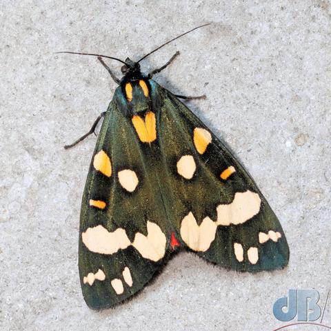 Scarlet Tiger moth, wings closed. Dark, iridescent green with cream and yellow spots
