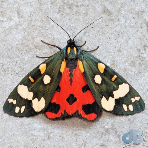 Scarlet Tiger moth, wings open. Dark, iridescent green with cream and yellow spots, hindwings vivid red with black spots