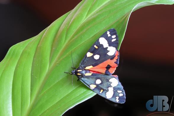 Scarlet Tiger moth, wings partially open. Peacefully resting on a peace lily leaf