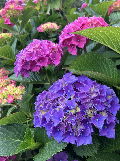 Dramatic color variation within a single hydrangea plant