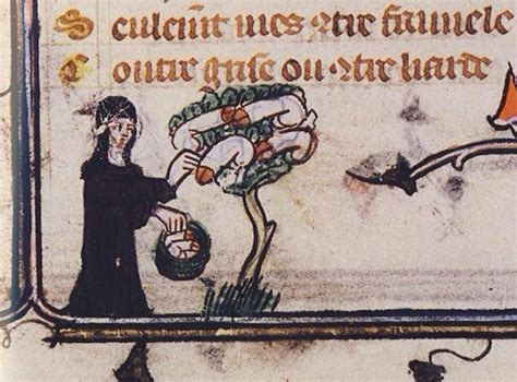 Imagen de un códice medieval en el que sale un árbol lleno de frutas que parecen ser pollas. Un hombre con túnica las está recolectando