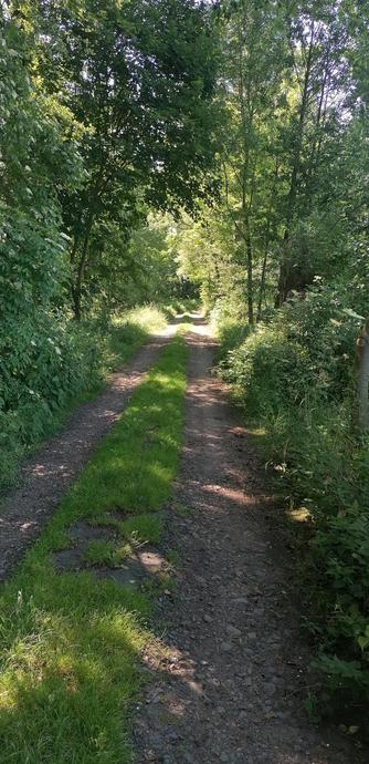 Ein schattiger Feldweg im Wald