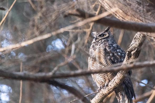 In this photograph, a shell-shocked looking great horned owl is sitting on a bare branch, surrounded by bare branches.  Hard to see, but there around the periphery, are a Steller's jay and a robin shrieking at the owl.  It is dusk and the light is brownish.  Hard to keep the focus.