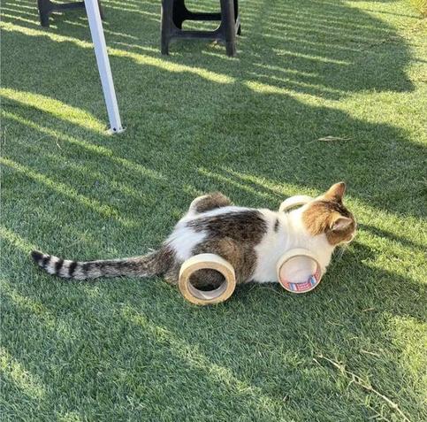 a cat with four rolls of masking tape that look like car wheels
