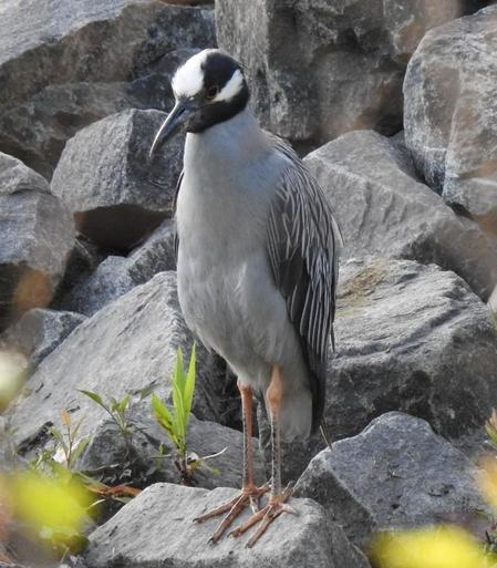 Yellow-crowned Night Heron. Vienna Reservoir, near Fairfax, VA