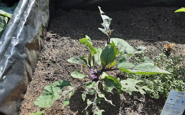 Aubergine etwas lädiert.