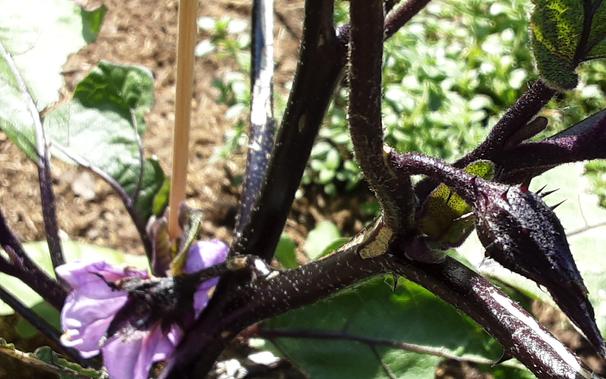 Blüte unserer Aubergine. Dauert bis zur Ernte noch einwenig.