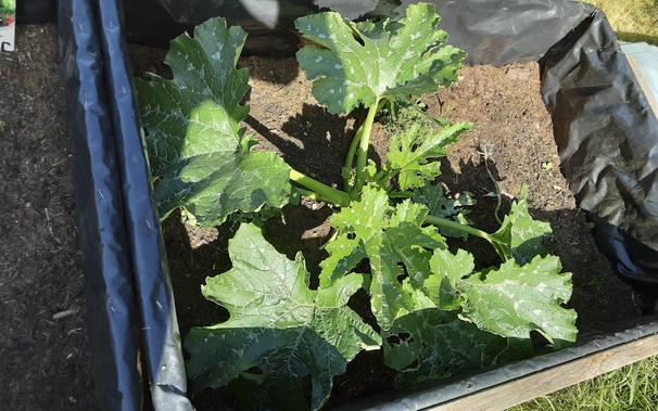 Zucchine... dauert auch noch etwas...