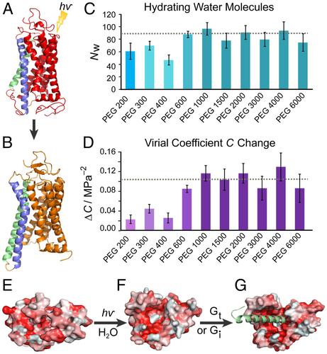 Rhodopsin activation in lipid membranes entails a large influx of bulk water into the protein core. (A) Dark-state rhodopsin has a closed, dehydrated conformation of the 7-transmembrane helical bundle (30). (B) Open metarhodopsin-II conformation is adopted after retinal photoisomerization with outward-tilted TM6 (blue) and extended TM5 (green) helices following pH-dependent breakage of the Glu134–Arg135 salt bridge (31). (C) Large numbers of water molecules (~80–100) enter rhodopsin as determined by osmotic stress data for various-sized polyethylene glycols (PEGs). Smaller PEGs show smaller apparent water influx than more excluded large PEGs. The number of water molecules determined by the universal large osmolyte response is indicated by the dotted line. (D) Increase in virial coefficient ΔC for volume versus osmotic pressure accompanies rhodopsin photoactivation. Larger ΔC is determined in the exclusion limit of larger PEGs with the dotted line as the universal response. (E) Viewed from the intracellular side, dark-state rhodopsin is closed with residues colored by hydrophobicity (red, hydrophobic; white, hydrophilic). (F) The MII state shows an opened hydrophilic cavity (white) to accommodate the influx of bulk water which (G) widens as the C-terminal peptide of the G-protein (here Gi) is docked 