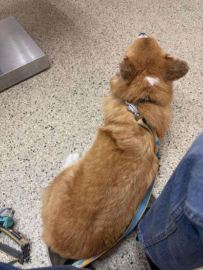 A corgi resting on the floor of his doctor’s office, with a leash attached, and a person's leg visible nearby.