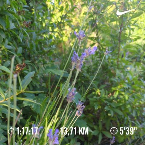 A photo of a lavande flowers on my way back home.