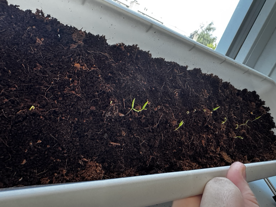 Pepper sprouts