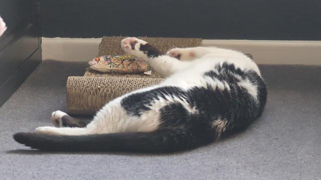 Black and white male cat laying prostrate over a scratching bed on a grey carpet.