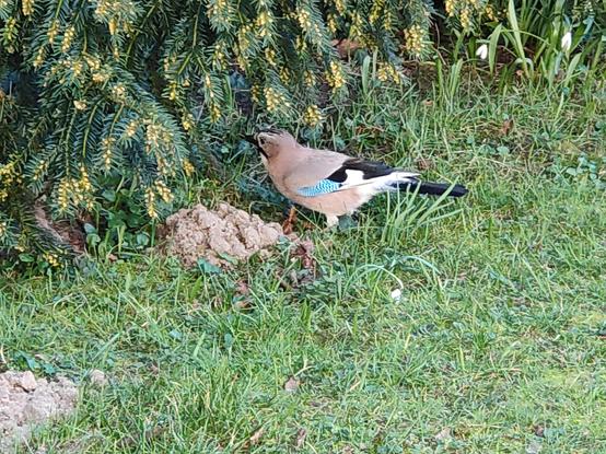 Eurasian jay