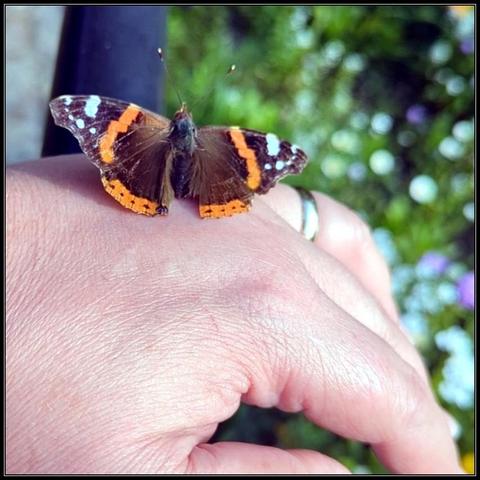 My hand resting on the garden fence next to our wildflowers. A Red Admiral (Atalanta in Dutch) butterfly has landed on my hand and is taking a bit of a rest, showing off its pretty colors. The butterfly has dark brown wings with an orrange/red band spanning the middle part of the top wings and the edges of the bottom wings. The tips of the top wings have white spots on a black background