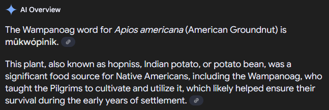 AI overveiw. The Wampanoag word for Apios americana (American Groundnut) is mûkwópinik. This plant, also known as hopniss, Indian potato, or potato bean, was a significant food source for Native Americans, including the Wampanoag, who taught the Pilgrims to cultivate and utilize it, which likely helped ensure their survival during the early years of settlement.