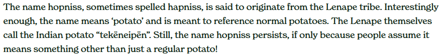 The name hopniss, sometimes spelled hapniss, is said to originate from the Lenape tribe. Interestingly enough, the name means ‘potato’ and is meant to reference normal potatoes. The Lenape themselves call the Indian potato “tekëneipën”. Still, the name hopniss persists, if only because people assume it means something other than just a regular potato!
