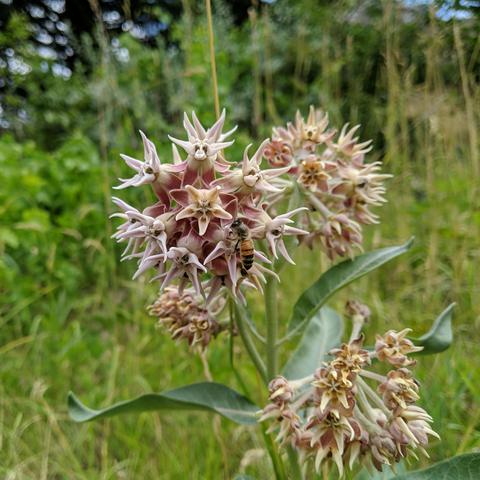 A honey bee on a cluster of spiky pinkish flowers that is a native milkweed plant. The bee is golden and black.