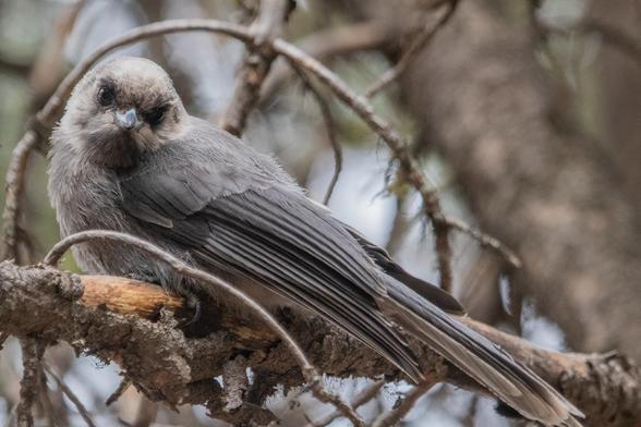 When we visit Yellowstone in June, our focus is not on birds.  

Except this one.  

The bird is nicely posed between arching branches.
