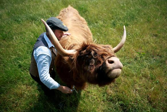 Farmer James McCune brushes one of the Highland cows with massive horns on a field at Dumble Farm in Arram,