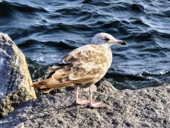 A seagull on Dog Bar Breakwater.