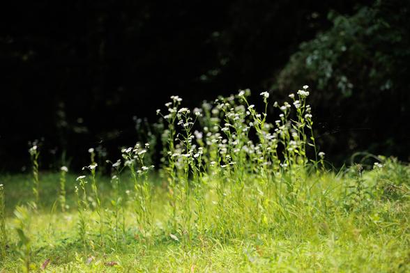 Sunlit wildflowers sway in a grassy area, surrounded by dark shadows of foliage, creating a serene natural scene.