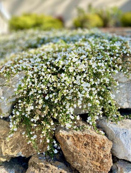 Small white flowers