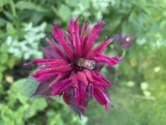 A yellow and black striped honey bee nestled in the deep pink flowers of a Monarda plant. 