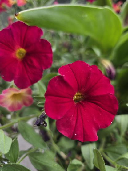 A close-up photo of a red petchoa flower, with greenery and more flowers in the background. The flower has a deep yellow tunnel for a centre, and the deep red petals are all attached in a wavy open skirt. I took this photo in my garden.