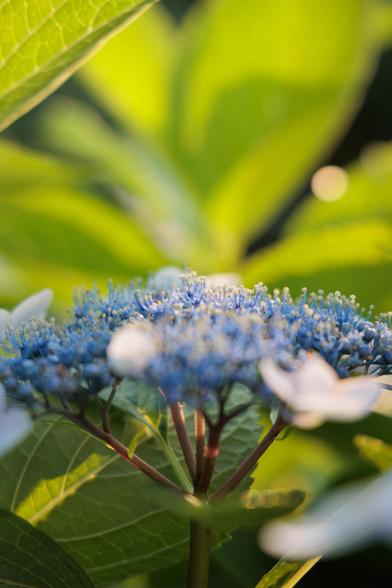 A close-up of a blue hydrangea flower cluster, surrounded by vibrant green leaves and soft sunlight.