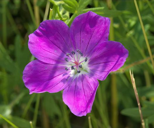 A close-up photograph of a purple flower with five petals and a white center. The flower is centered in the frame, with its petals facing upwards and outwards. The petals are a vibrant purple color, with a subtle sheen to them. The center of the flower is white, with dark purple stamens radiating from it. The stamens are thin and delicate, with a subtle texture to them. 