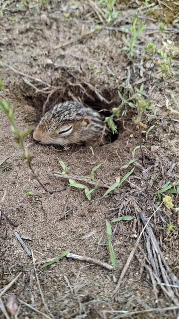 Very, very young ground squirrel poking out of its hole. It's eyes are barely starting to open.