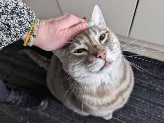 Photo of my hand petting the head of a very blissed out silver and white tabby cat. Sam's eyes are almost closed as he leans into my hand and his pupils are massive. He is sitting and his mouth is partway open. 
