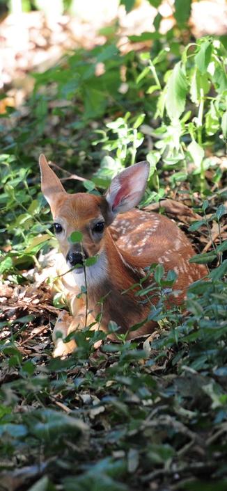Baby deer, covered in white spots, tucked into the undergrowth trying to remain unseen.