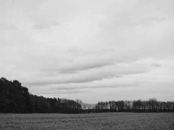 Ein Feld, im Hintergrund Bäume und ein heller, bewölkter Himmel mit streifenförmigen Wolken.