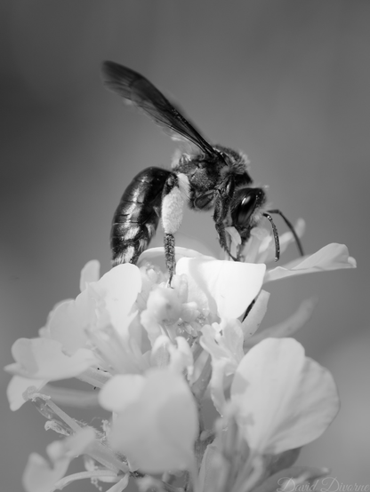 Carpenter bee in black and white