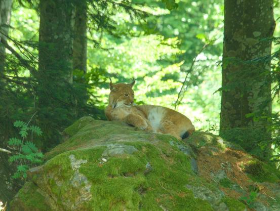A lynx is lying on a rock in the forest. It has raised its head attentively and is looking to the right, but otherwise has a relaxed posture.
The rock is covered in moss and is rather dark, in contrast to the very light background.

Ein Luchs liegt auf einem Felsen im Wald. Er hat seinen Kopf aufmerksam gehoben und blickt nach rechts, hat sonst aber eine entspannte Körperhaltung.
Der Felsen ist von Moos bedeckt und liegt eher im Dunklen, im Kontrast zum sehr hellen Hintergrund.