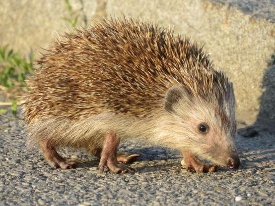 Schnuckeliger Igel, gesichtet vor dem Manner-Werk zu Wolkersdorf