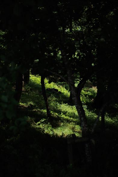 Sunlight filters through a dark forest, illuminating patches of green grass and foliage amidst shadowy trees.