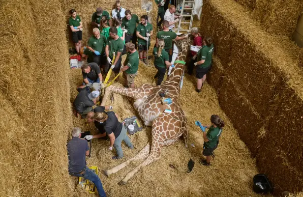 An anaesthesised giraffe surrounded by many people and walls of straw bales.

The 13-year-old giraffe, who was being treated for intermittent lameness, could have deteriorated if left untreated and would have been unable to walk. The hay enclosure was created to ensure that Bashu did not injure himself falling over when going under the anaesthetic.
