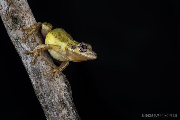 Against a pitch-black background, an olive-colored frog, clinging to a vertical branch, its body directed toward the ground, stretches its snout upward.