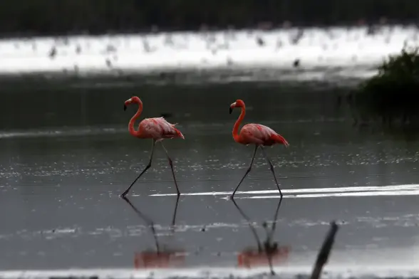 Two red flamingos at a lagoon.